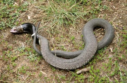 Rinkals Snakes » Kenya Safaris| Tanzania Safaris| 2020/21