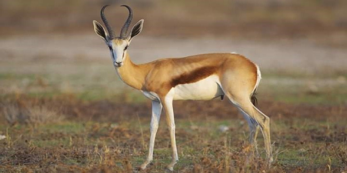 safaris Tanzania