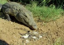 African Crocodiles Facts