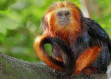 African Monkeys Facts