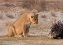 African Porcupine