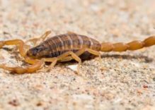 Scorpions Facts