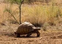 Tortoise and Turtle Shells