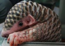 African Pangolins Facts