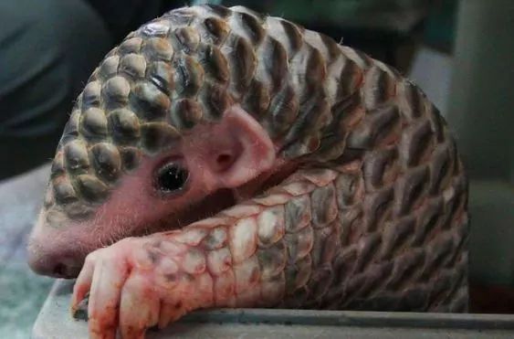 African Pangolin