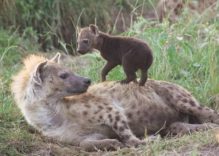 African Hyena Facts