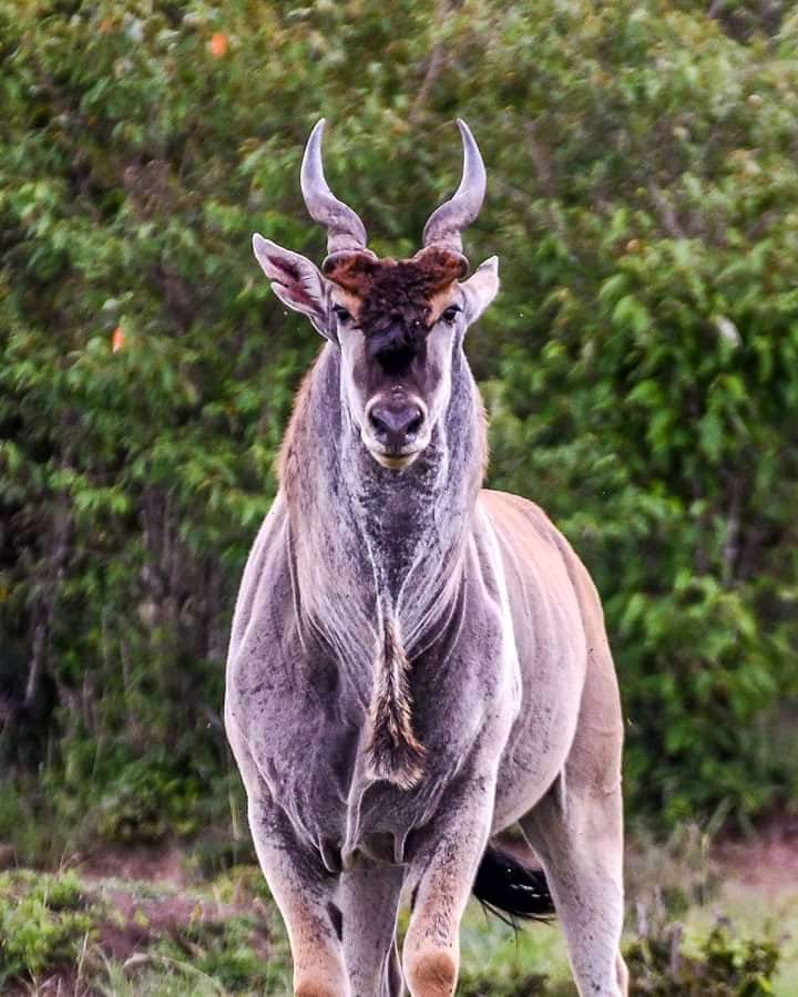 Sable Antelope – 12 Facts About Africa's Most Majestic Antelope