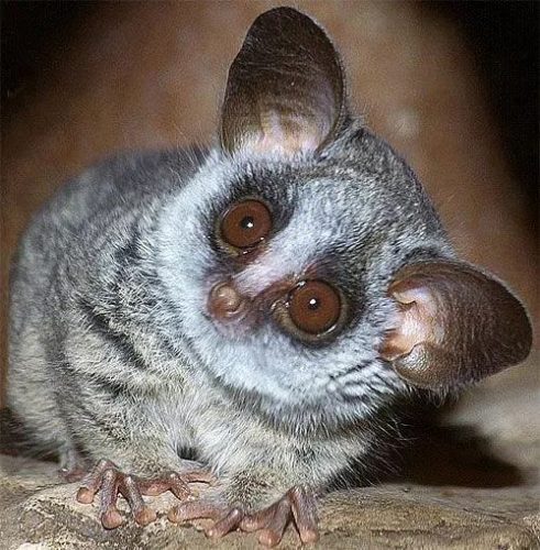 African Bush Baby Facts | Best Wildlife Facts | Travel Facts